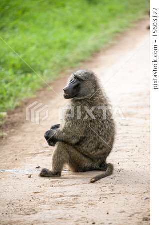 Baboon Baboon 15603122