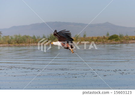 hawk flying over the water hawk flying over the water 15603123