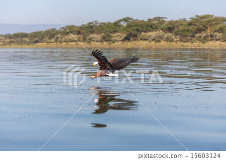 hawk flying over the water hawk flying over the water 15603124