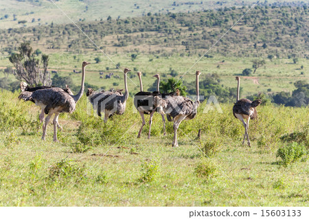 Ostriches  walking on savanna in Africa. Safari. Kenya 15603133