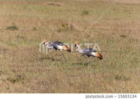 Crowned Crane  15603134