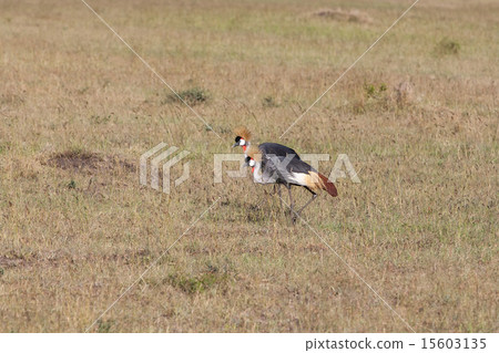 Crowned Crane  15603135