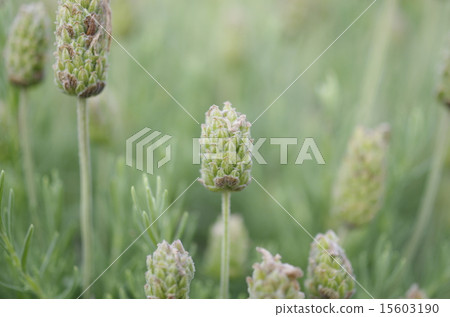 薰衣草 15603190