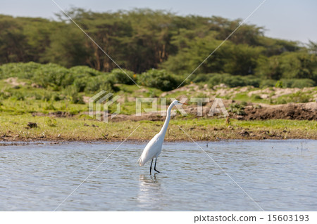 white heron  15603193
