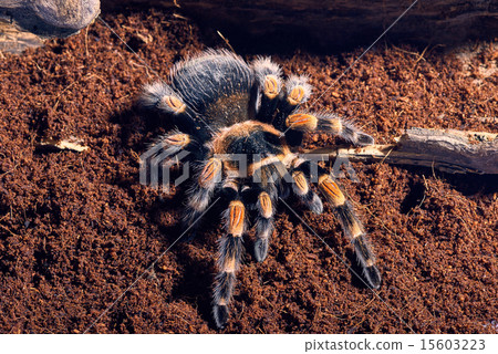 Mexican red knee tarantula Mexican red knee tarantula 15603223