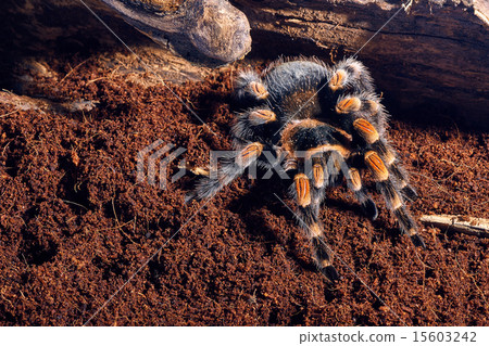 Mexican red knee tarantula Mexican red knee tarantula 15603242