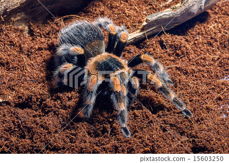 Mexican red knee tarantula  15603250
