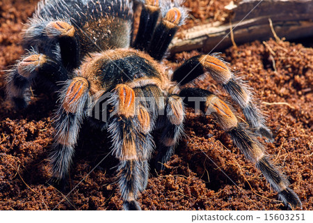 Mexican red knee tarantula Mexican red knee tarantula 15603251