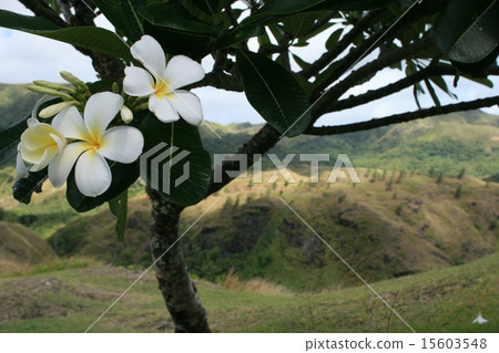 Guam's Plumeria Guam's Plumeria 15603548