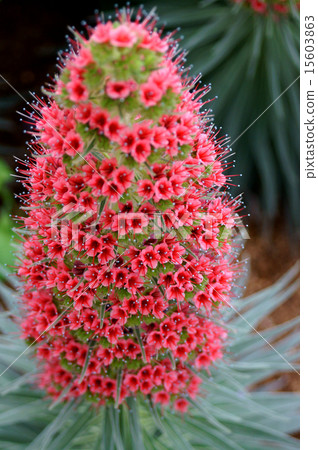 Ekium / Wilde Pleletti 15603863