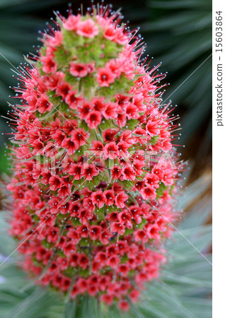 Ekium / Wilde Pleletti 15603864