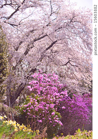 櫻花和杜鵑花 15603882