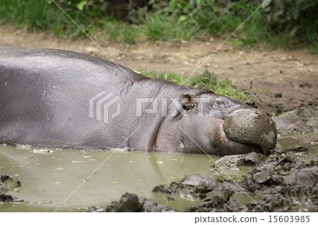 pygmy hippopotamus pygmy hippopotamus 15603985