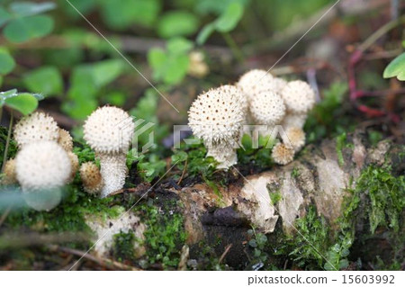 unidentified white puffballs 15603992