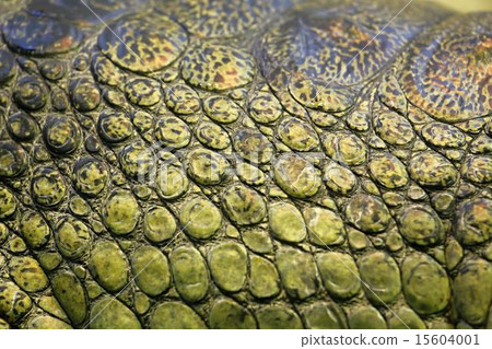 skin of the gavial skin of the gavial 15604001