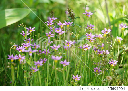 Niwazekishou 15604004