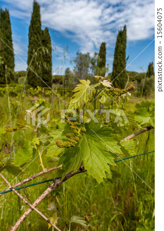 young green unripe wine grapes  15604075