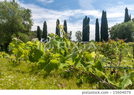 young green unripe wine grapes young green unripe wine grapes 15604079