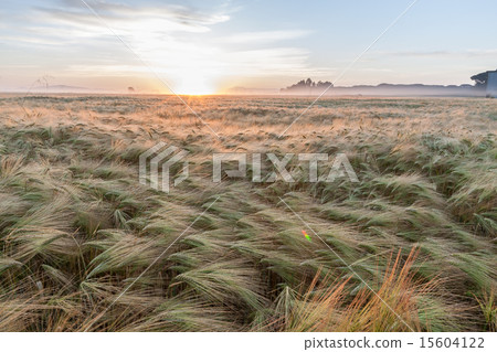 Young wheat growing in green farm field under blue sky Young wheat growing in green farm field under blue sky 15604122