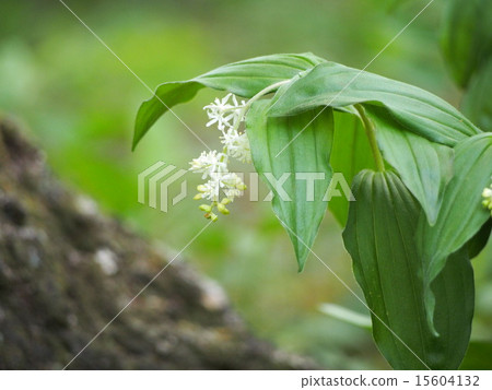 Yukizasa's flower (Shibukawa city, Gunma prefecture) Yukizasa's flower (Shibukawa city, Gunma prefecture) 15604132