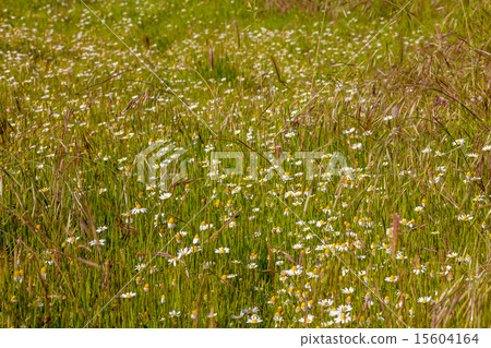 field of camomiles field of camomiles 15604164