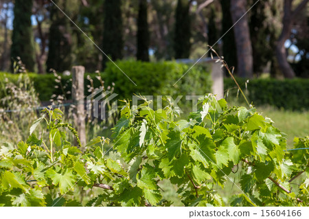 young green unripe wine grapes young green unripe wine grapes 15604166