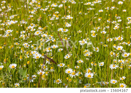 field of camomiles field of camomiles 15604167