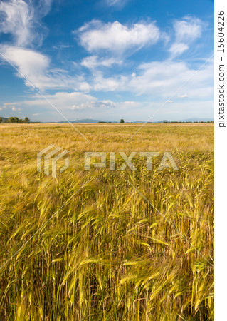 Wheat growing in green farm field Wheat growing in green farm field 15604226
