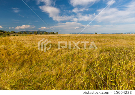 Young wheat growing in green farm field 15604228