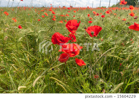 Meadow with beautiful bright red poppy flowers Meadow with beautiful bright red poppy flowers 15604229