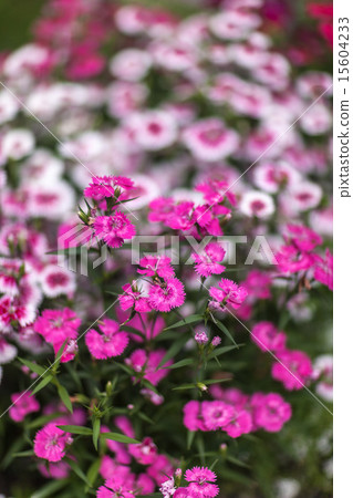 Pinc young flowers growing in green farm field 15604233