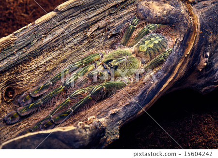 tarantula Poecilotheria rufilata 15604242