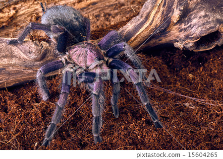 tarantula Phormictopus sp purple 15604265