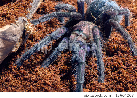 tarantula Phormictopus sp purple tarantula Phormictopus sp purple 15604268