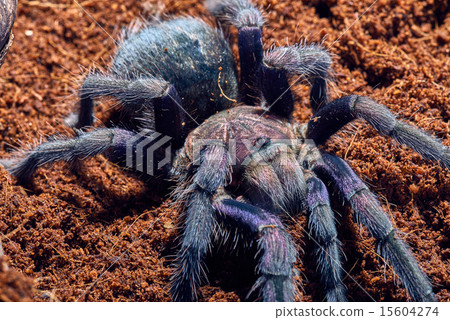 tarantula Phormictopus sp purple tarantula Phormictopus sp purple 15604274