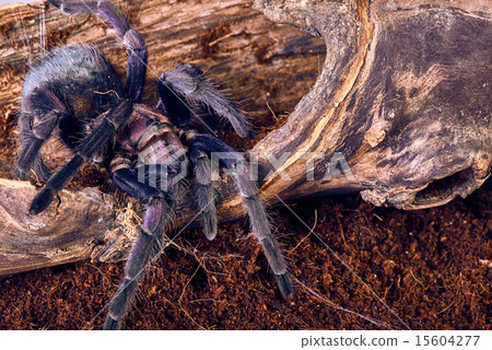 tarantula Phormictopus sp purple 15604277