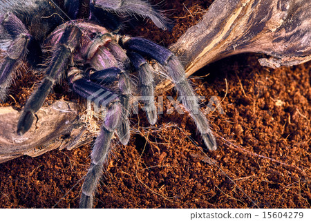 tarantula Phormictopus sp purple tarantula Phormictopus sp purple 15604279
