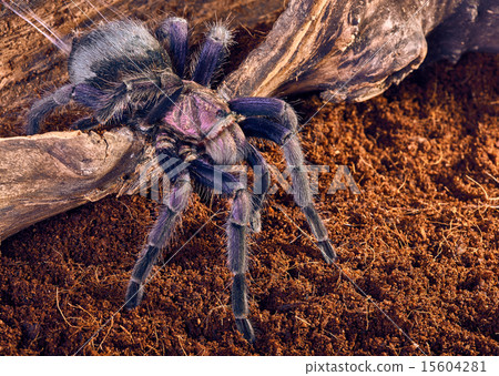 tarantula Phormictopus sp purple tarantula Phormictopus sp purple 15604281
