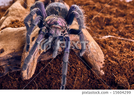 tarantula Phormictopus sp purple 15604299