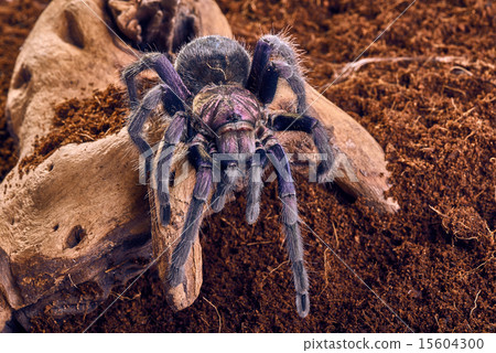 tarantula Phormictopus sp purple 15604300