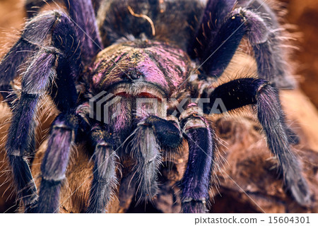 tarantula Phormictopus sp purple tarantula Phormictopus sp purple 15604301