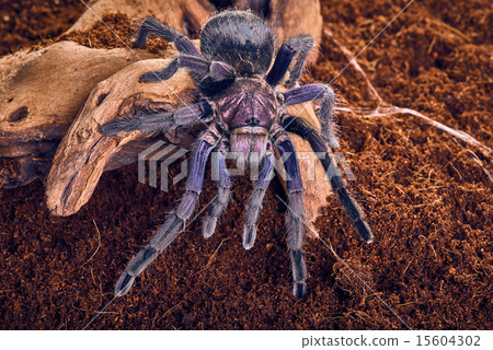 tarantula Phormictopus sp purple tarantula Phormictopus sp purple 15604302