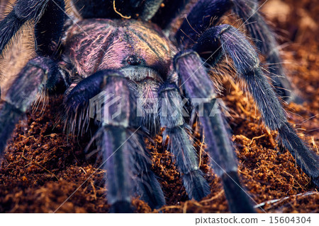 tarantula Phormictopus sp purple 15604304