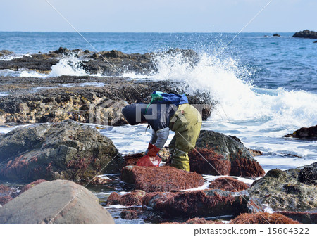 Seaweed picking Seaweed picking 15604322