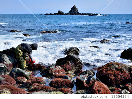 Seaweed picking Seaweed picking 15604324