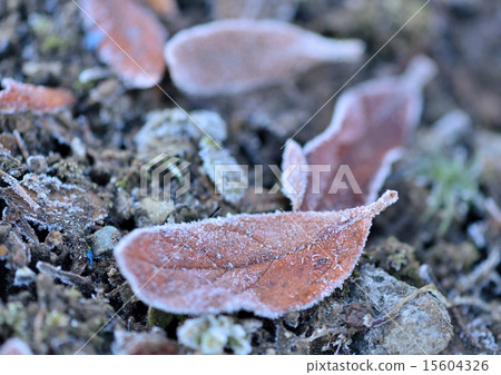 Dead leaves Dead leaves 15604326
