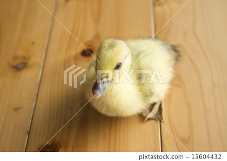 Duck's chick Duck's chick 15604432