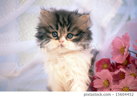 Cute kittens Cute kittens 15604452