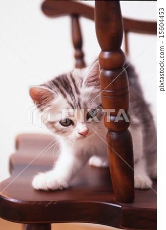 Cute kittens Cute kittens 15604453