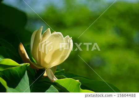 A large flower in the fresh green. A large flower in the fresh green. 15604488